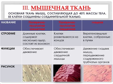 Мышечная ткань: разнообразие типов и их важная роль в организме