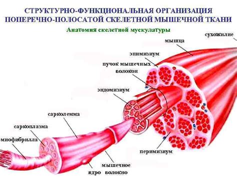 Мышечная ткань: структура, разнообразие и функции