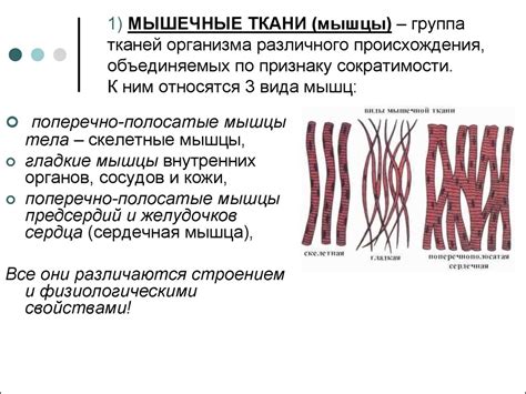 Мышечные ткани: моторная система организма