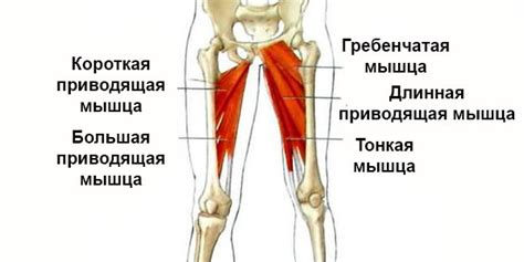 Мышцы внутренней стороны бедра: строение и функции