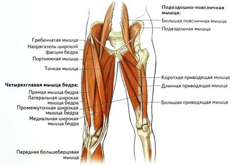 Мышцы добавления и их функциональное значение на внутренней поверхности бедра