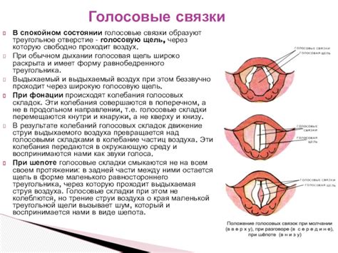 Нагрузка на голосовые связки: механизмы перегрузки и возможные повреждения