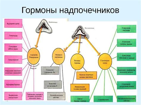 Надпочечники: производство гормонов и поддержка стрессоустойчивости