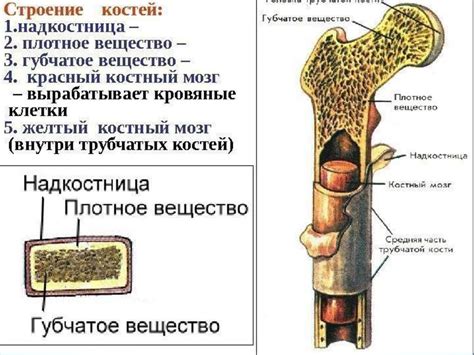 Назначение надкостницы в организме