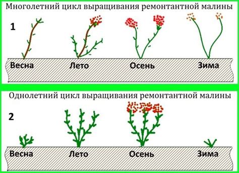 Наилучшее время для высадки малины в окрестностях Москвы