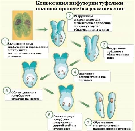 Направления будущих исследований функциональности вакуолей у инфузории туфельки