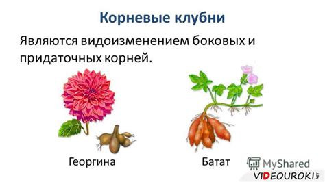 Наречия не являются видоизменением корня