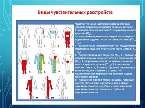 Нарушения двигательных функций и чувствительности после полной перерезки задних корешков