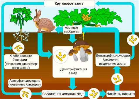 Натуральные источники азота в органических бытовых отходах