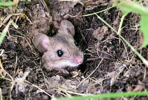 Натуральные средства, отпугивающие мышей без использования химических препаратов