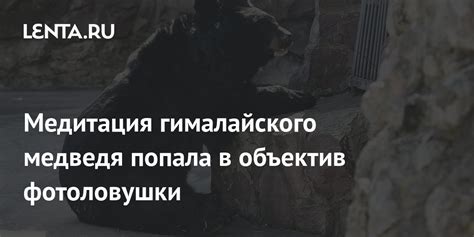 Научные исследования гималайского медведя в России: достижения и перспективы