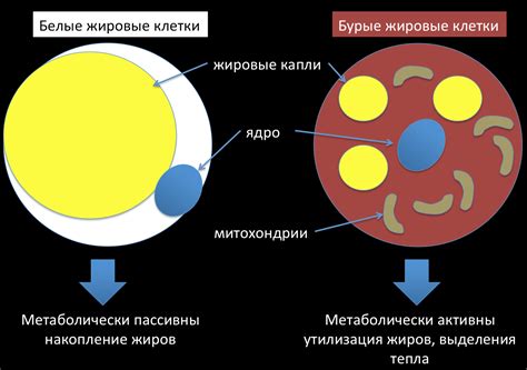 Небольшое количество гликогена хранится в жировой ткани