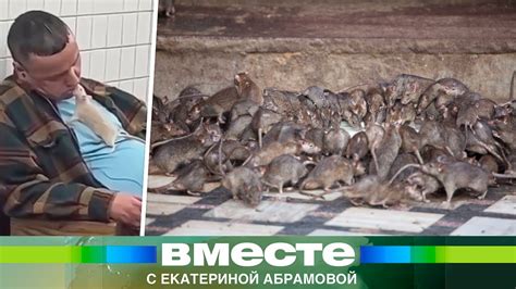 Негативное воздействие зараженных крыс на здоровье человека