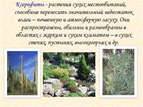 Недостаток влаги и перегрев растения