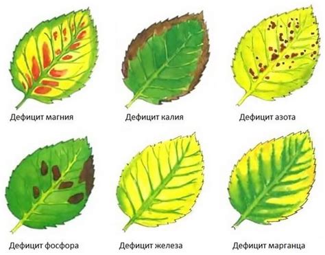 Недостаток питательных веществ: как влияют на состояние листьев