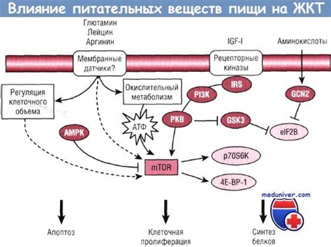 Недостаточное развитие желудочно-кишечного тракта