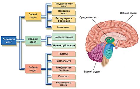 Нейрохимическое взаимодействие: важные составляющие связей между I и II камерами головного мозга