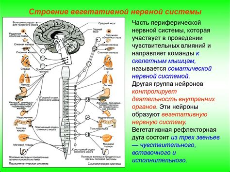 Нейтральные территории: закоулки внутренних органов, где нервы покоятся