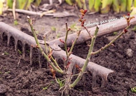 Необходимость регулярной обрезки и подкормки для достойного развития роз