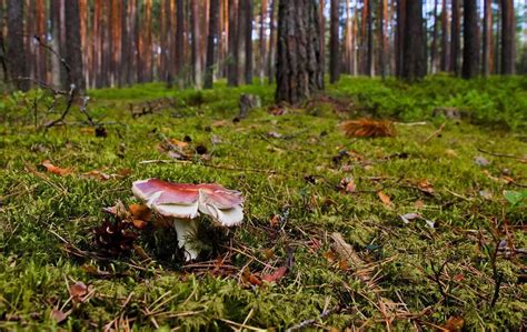 Необычные места для поиска опят в садовых и парковых зонах