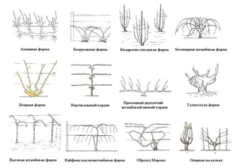 Неправильная обрезка и формирование куста: влияние на состояние винограда