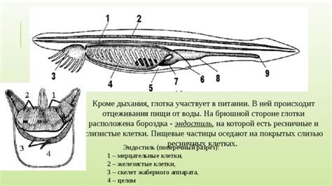 Неприятные последствия застойных остатков пищи в глотке: проблема, требующая внимания
