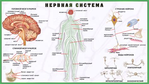 Нервная система: основные свойства и функции