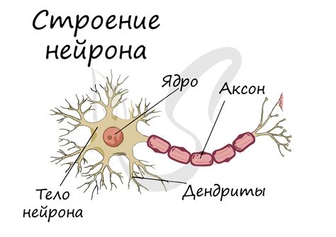 Нервная ткань