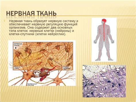 Нервная ткань: передача сигналов в организме