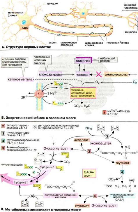 Нервная ткань: передача сигналов и обмен информацией