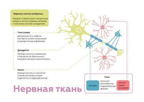 Нервная ткань в органах и тканях