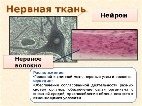 Нервное и кровеносное обеспечение диафрагмы: важность для работы воздушной перегородки