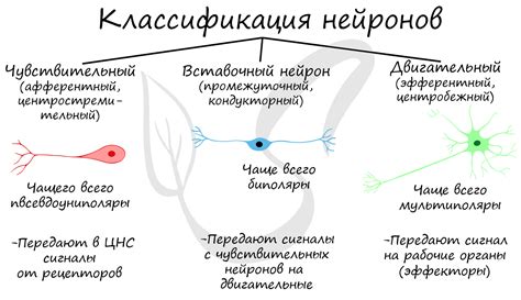 Нервные ткани: взаимосвязь и передача сигналов