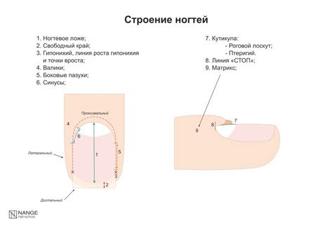 Ногтевое ложе: его значение и функциональность