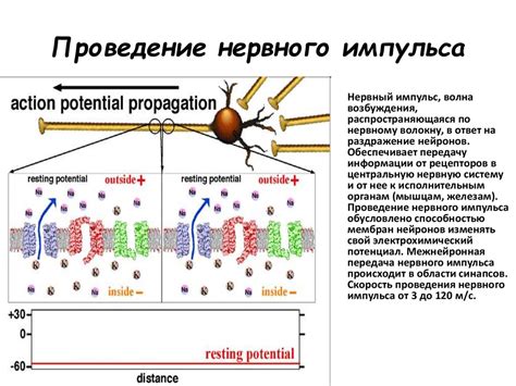 Ногти и волосы: зоны спокойствия в бесконечности нервных импульсов