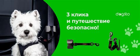 Обеспечение безопасности при транспортировке домашнего питомца в автомобиле