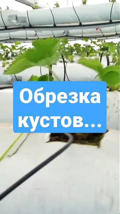 Обеспечение плодоношения у женских кустов клубники без помощи мужских