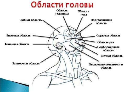 Области головы, подверженные воздействию головного давления