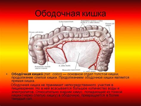 Ободочная кишка: место, где сосредоточено процесс поглощения жидкости