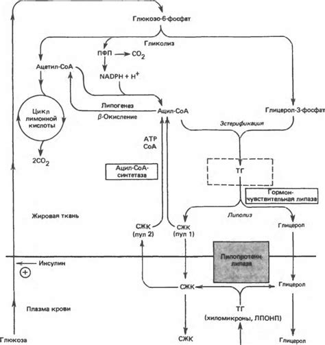 Обработка глюкозы в мышцах и жировой ткани: ключевые процессы