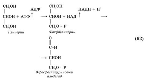 Обработка жирных кислот и глицерина в лимфоидных тканях: процесс и области воздействия