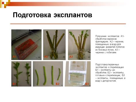 Обработка черенков антистрессовыми средствами