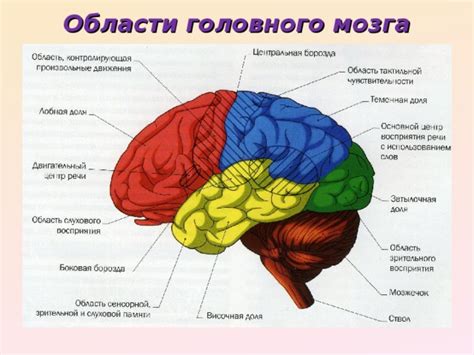 Обработка эмоций в специфической области мозга