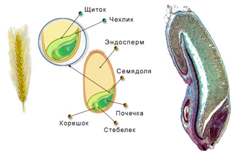 Образование и развитие семени у растений с открытой семенной коробкой