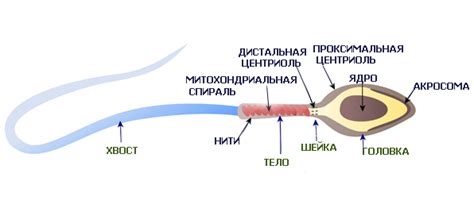 Образование и функции сперматозоидов: роль мужской половой клетки в процессе размножения