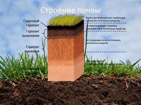 Обратите внимание на состав почвы и ее качество