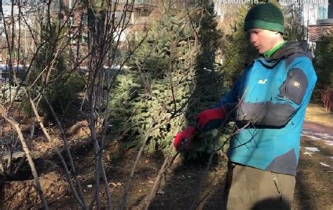 Обрезка и уход за растением: поддержание здоровья и улучшение урожая