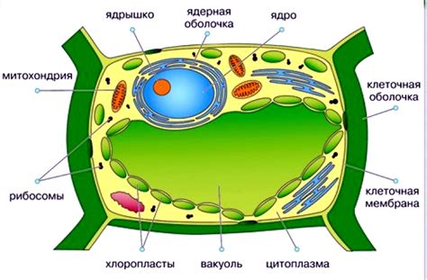 Общая организация растительной клетки и ключевые компоненты