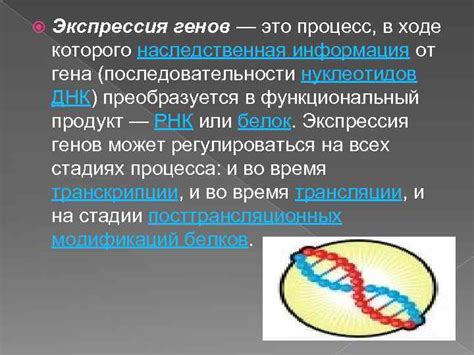 Общие принципы генетического расщепления: изучаем процесс повторной независимой комбинации генов 