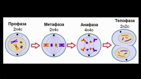 Общие принципы митоза